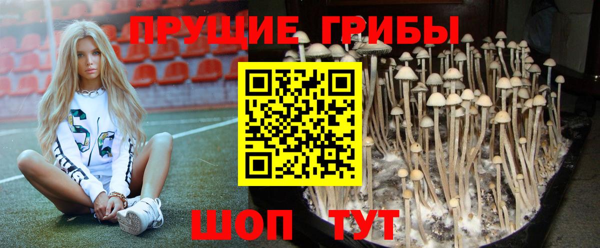 Галлюциногенные грибы Psilocybe Чусовой